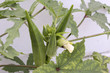 Okra Plant with Seed Pods
