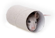 little rat playing