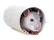 little mouse  playing - hiding in a paper roll