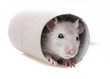 a little mouse  playing - hiding in a paper roll