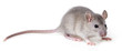little rat on a white background