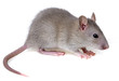 a little mouse