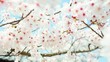 染井吉野のクローズアップ