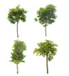Foto: plant tree plant tree