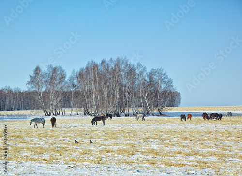 Photo: Horses on snow field Horses on snow field