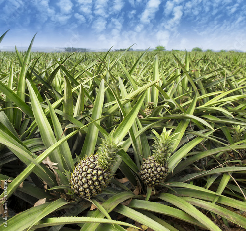 Photo: Pineapple fruit on the bush Pineapple fruit on the bush