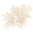 Vector peonies.