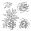 Vector Peonies.