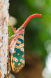 lanternfly, the insect on tree fruits. FULGORID  PLANTHOPPERS.