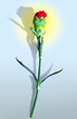 Red carnation
