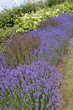 Lavender Flowers in garden