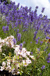 Lavender Flowers