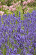 Lavender Flowers