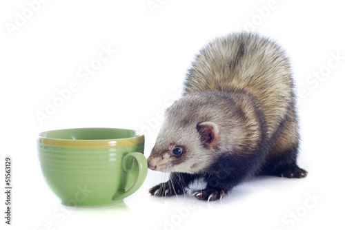 Photo: ferret ferret