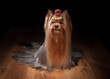 Photo: yorkie puppy on table with wooden texture yorkie puppy on table with wooden texture
