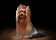 Photo: yorkie puppy on table with wooden texture yorkie puppy on table with wooden texture