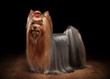 Photo: yorkie puppy on table with wooden texture yorkie puppy on table with wooden texture