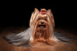 Photo: yorkie puppy on table with wooden texture yorkie puppy on table with wooden texture