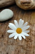 Photo: Blüte auf Holzuntergrund Blüte auf Holzuntergrund