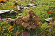 natural mushrooms growing in grass