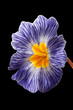 Blue primula