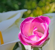 fake rose