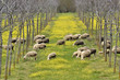Ovejas en el prado pastando