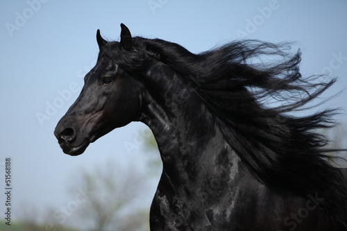 Photo: Gorgeous friesian stallion with flying long hair Gorgeous friesian stallion with flying long hair