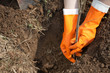 planting  sprout
