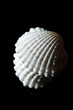 sea shell isolated on black