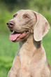 Portrait of Weimaraner Vorsterhund bitch