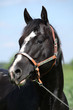Paint horse stallion with western halter on pasturage