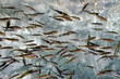 Fish in clear water. Plitvice, Croatia