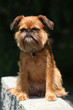 Young Brussels Griffon in front of dark background