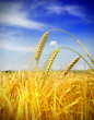 wheat field