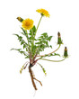 Löwenzahn (Taraxacum officinale) - Ganze Pflanze auf weißem Hi