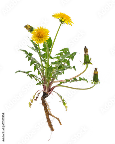 Photo: Löwenzahn (Taraxacum officinale) - Ganze Pflanze auf weißem Hi Löwenzahn (Taraxacum officinale) - Ganze Pflanze auf weißem Hi