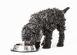 Photo: Small curly black poodle pup eating Small curly black poodle pup eating