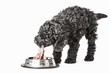 Photo: Small curly black poodle pup eating Small curly black poodle pup eating