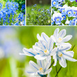 Spring flowers collage