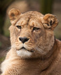 lioness portrait 6665