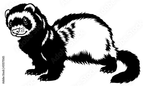 Vector: ferret black white ferret black white