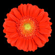 Photo: Macro of Orange Gerbera Flower Isolated on Black Macro of Orange Gerbera Flower Isolated on Black