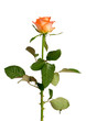 Zarte Rose
