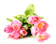 Pink tulips isolated on white