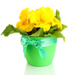 Beautiful yellow primula in flowerpot, isolated on white