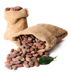 Cocoa beans in bags with leaves isolated on white