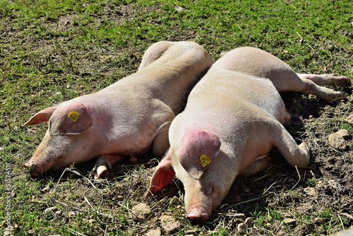 Photo: Ferkel Ferkel