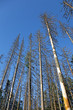 Effect of environmental pollution - a dead tree.