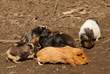 Meerschweinchen Gruppe
